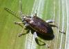 Donacia versicolorea